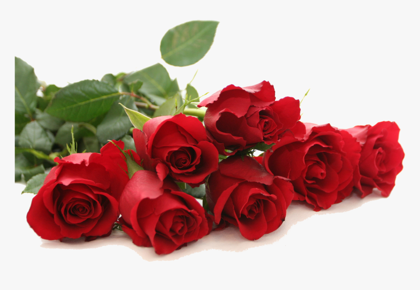 Red Rose Png Free Download - Good Morning Rose Images Download, Transparent Png, Free Download