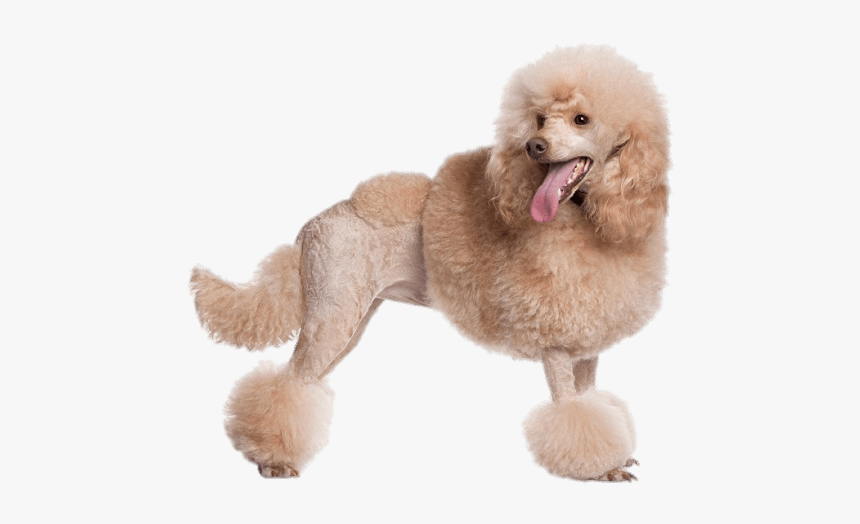 Apricot Poodle - Poodles Png, Transparent Png, Free Download