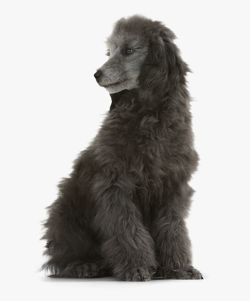 Standard Poodle Miniature Poodle Irish Water Spaniel - Poodles Png, Transparent Png, Free Download