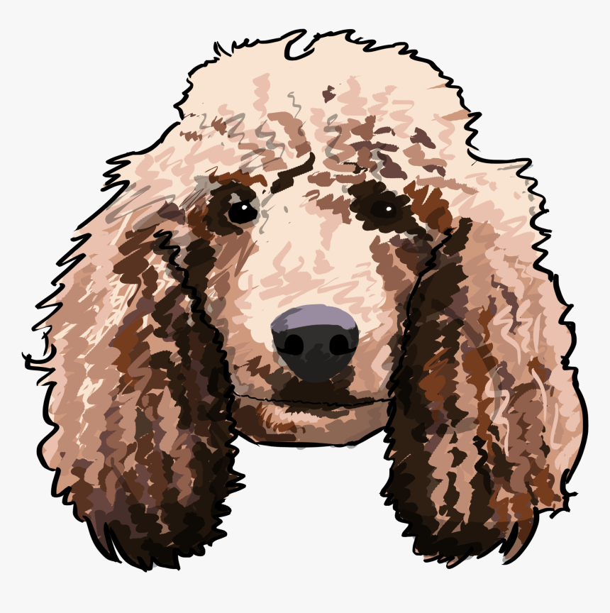 Standard Poodle, HD Png Download, Free Download