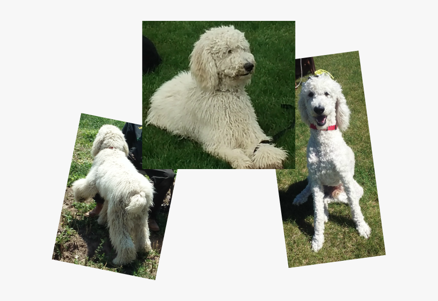 Picture - Standard Poodle, HD Png Download, Free Download