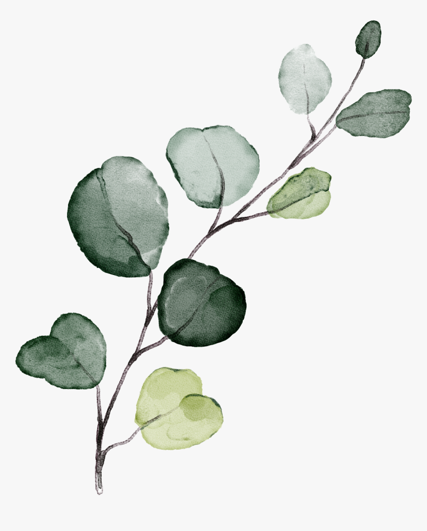 Eucalyptus Leaves Clip Art PNG