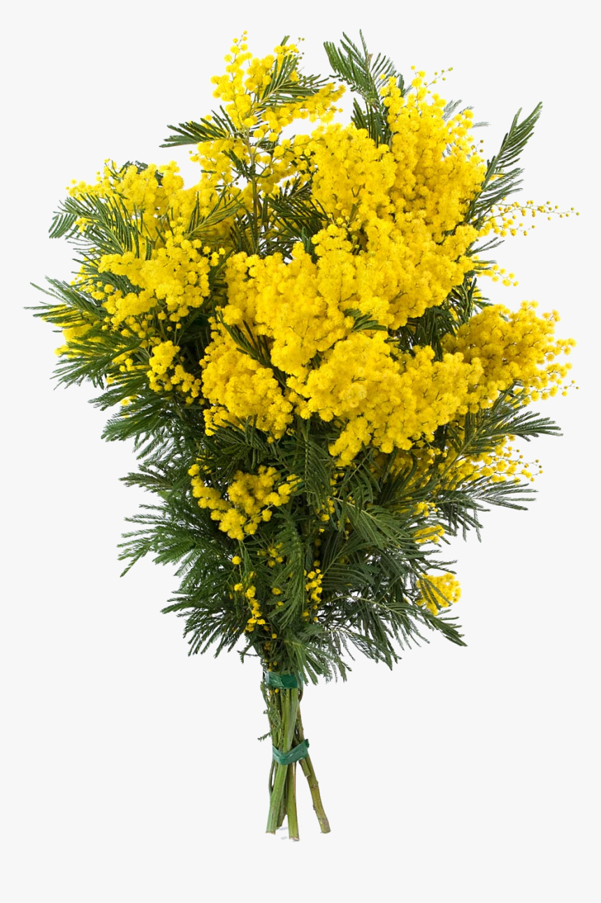 Transparent Goldenrod Flower Clipart Mimosa Bouquet Hd Png Download Kindpng