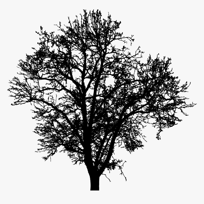 Transparent Tree Png Silhouette - Silueta De Arboles Png, Png Download, Free Download