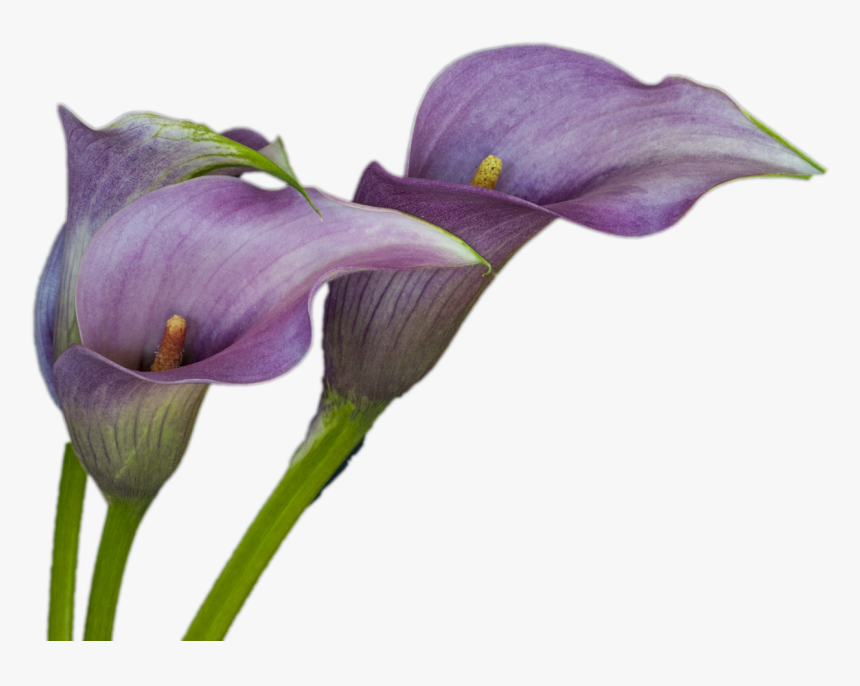 Purple Calla Lily Png, Transparent Png, Free Download