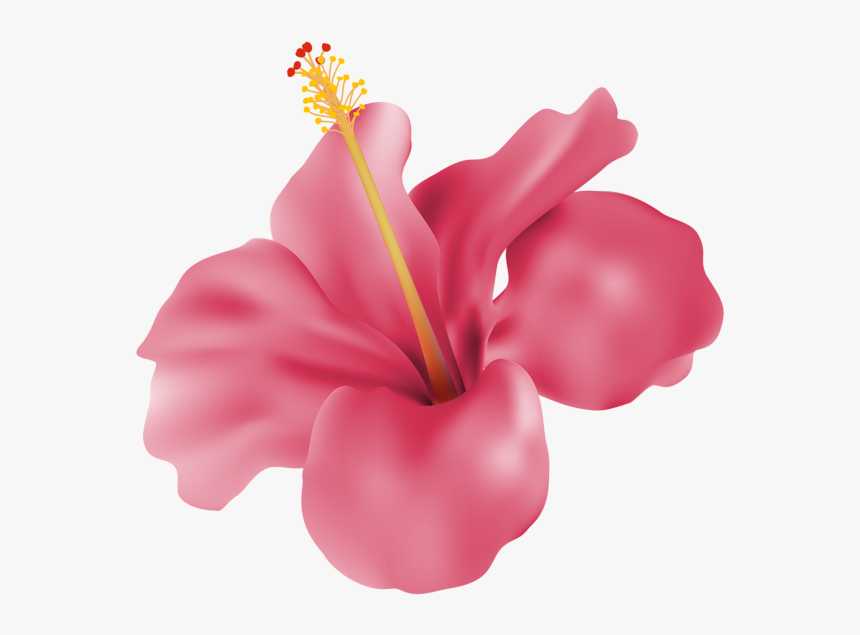 transparent hibiscus flower png pink hibiscus png png download kindpng transparent hibiscus flower png pink