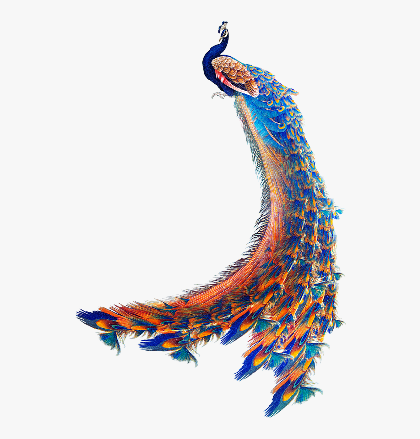 Peacock Animated Png, Transparent Png, Free Download