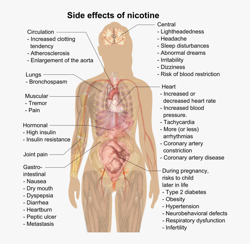 Nicotine Effects, HD Png Download, Free Download