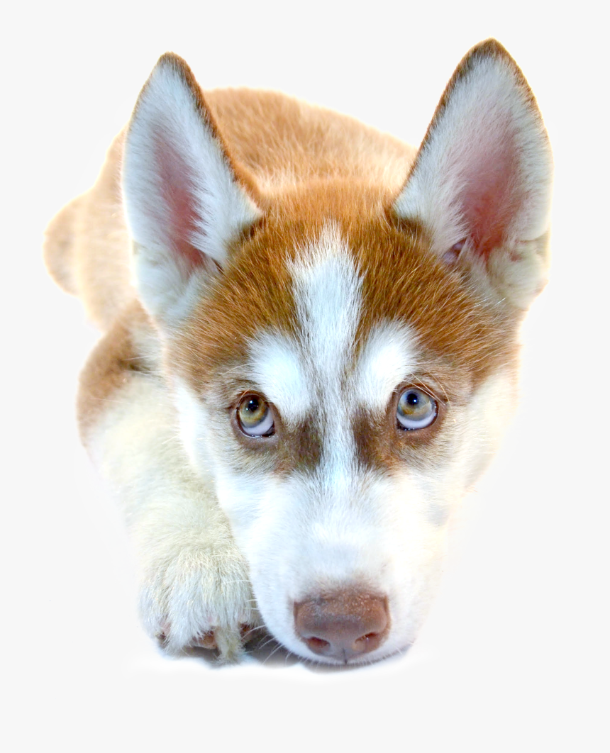 Mackenzie River Husky, HD Png Download, Free Download