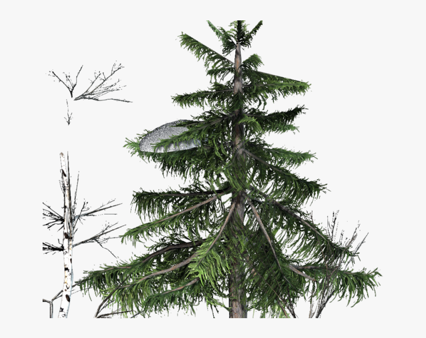 Https - //forum - Reallusion - Fbd2 4ba3 Aab5 4113 - Shortleaf Black Spruce, HD Png Download, Free Download