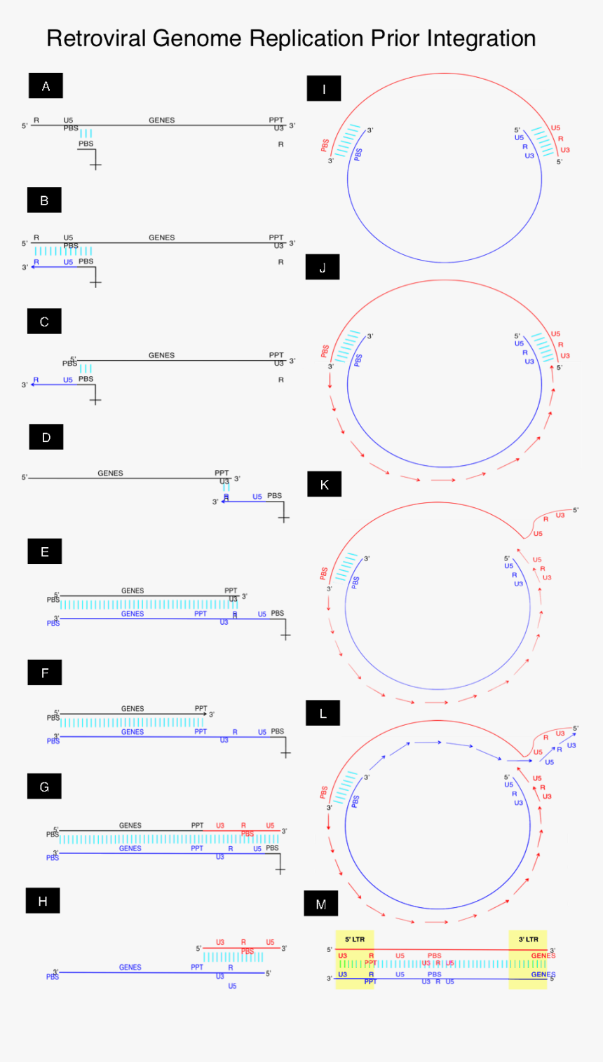 Retroviral Replication Steps Prior Integration Into - Circle, HD Png Download, Free Download