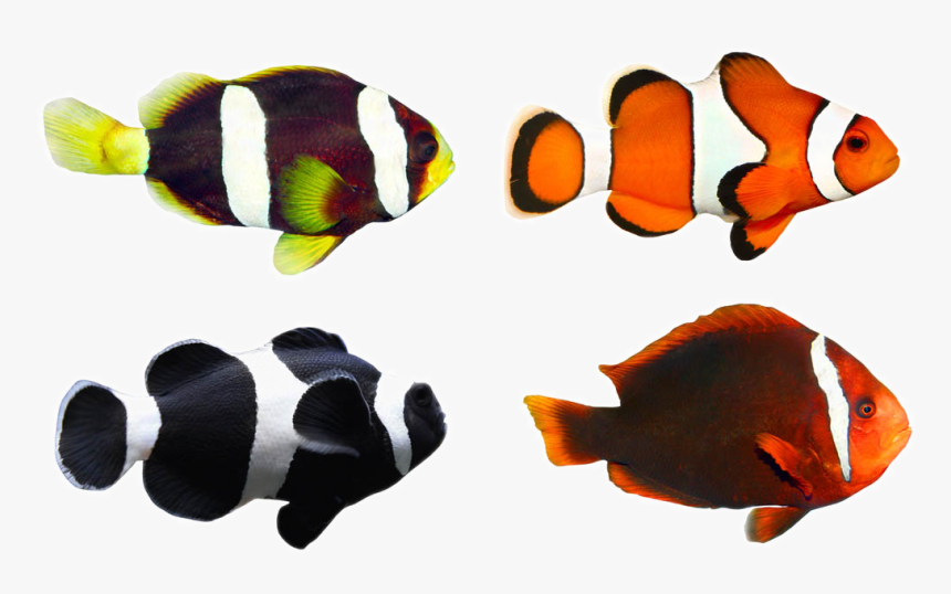 Clownfish Tropical Fish Coral Reef Fish - Coral Reef Fish Clipart, HD Png Download, Free Download