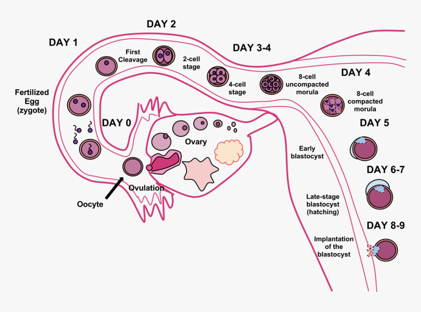 Fertilization Process, HD Png Download, Free Download