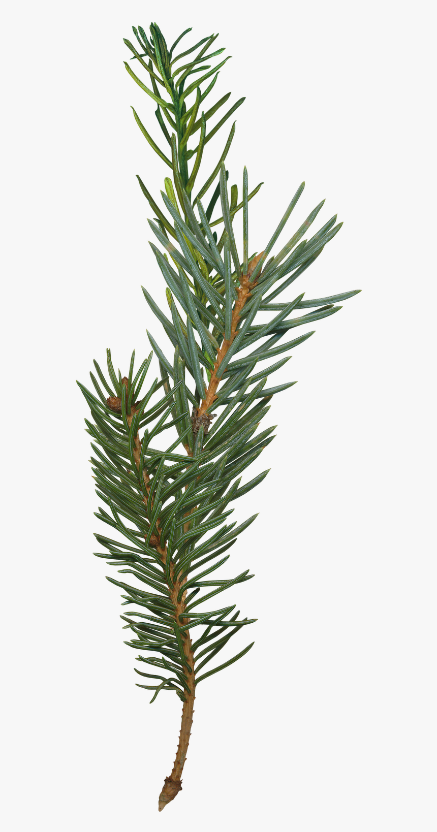 Fir Branch Transparent Png, Png Download, Free Download