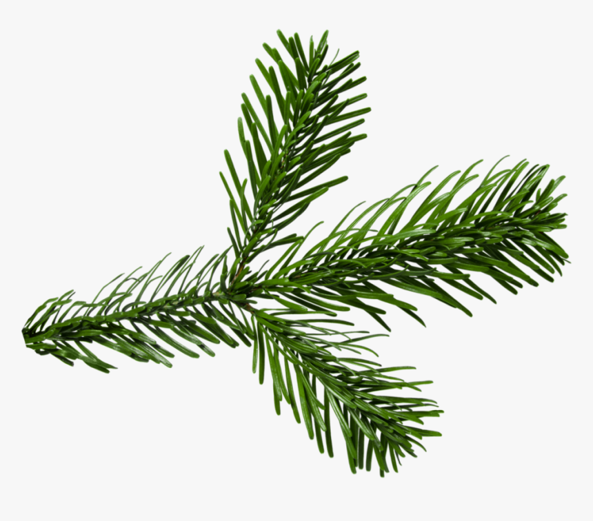 Png Pine Branch - Branch Fir Png, Transparent Png, Free Download
