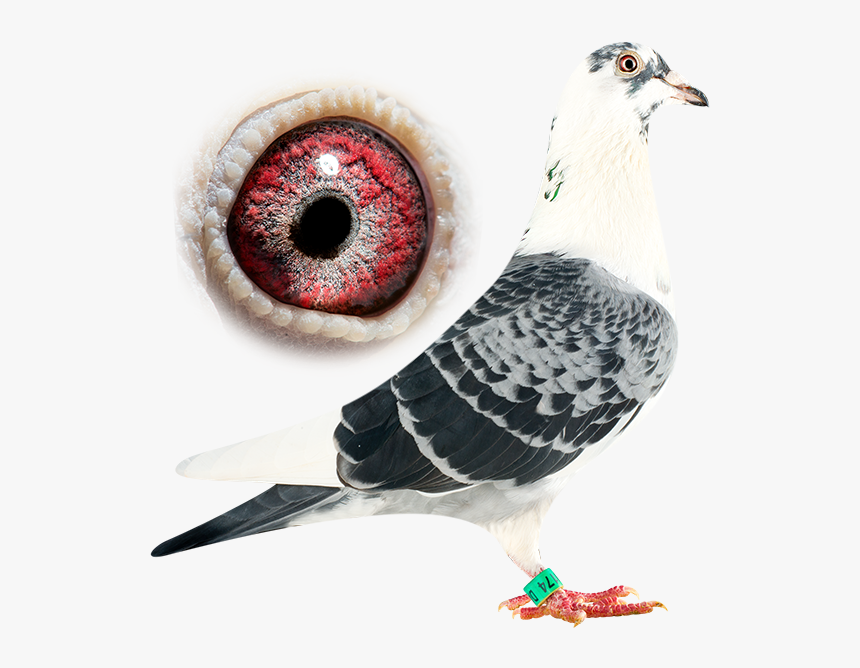 Rock Dove, HD Png Download, Free Download