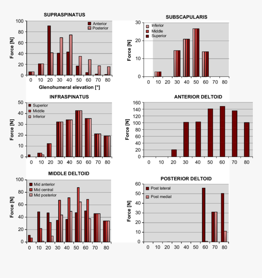 Simulated Muscle Forces Required For Arm Elevation - Pattern, HD Png Download, Free Download