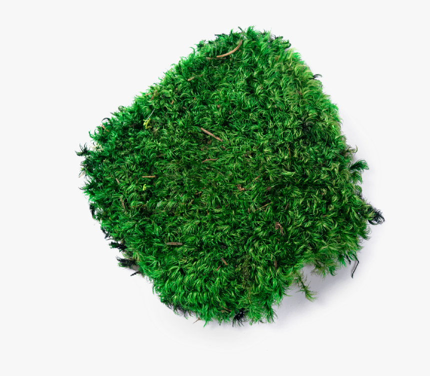 Moss , Png Download - Moss Transparent Background, Png Download, Free Download