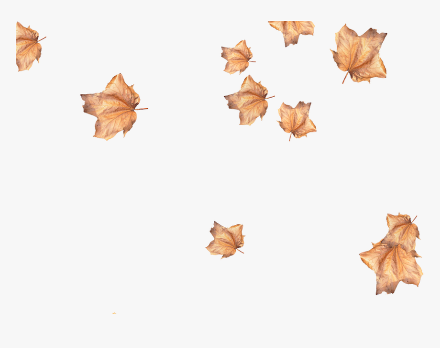 Maple Leaf, HD Png Download, Free Download