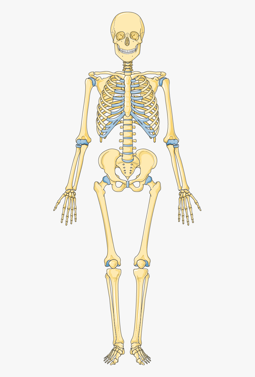 Download Skeleton, HD Png Download, Free Download