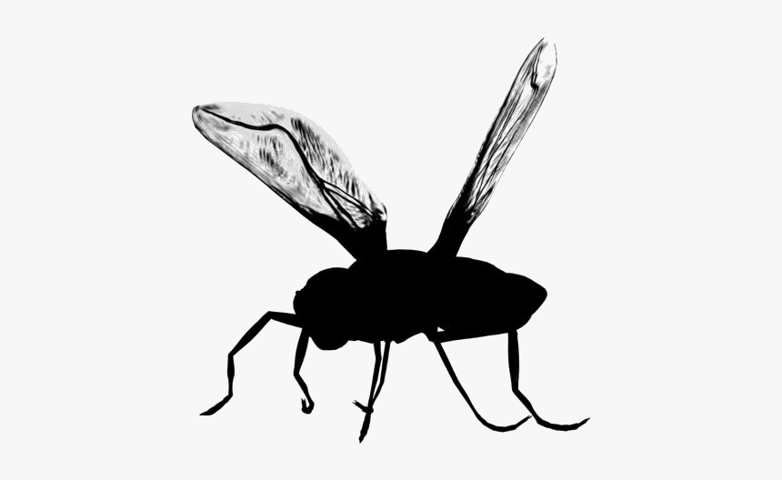 Mosquito Png Transparent Images - Bug Png, Png Download, Free Download