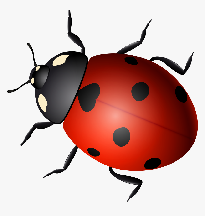 Ladybug Decorative Transparent Image, HD Png Download, Free Download