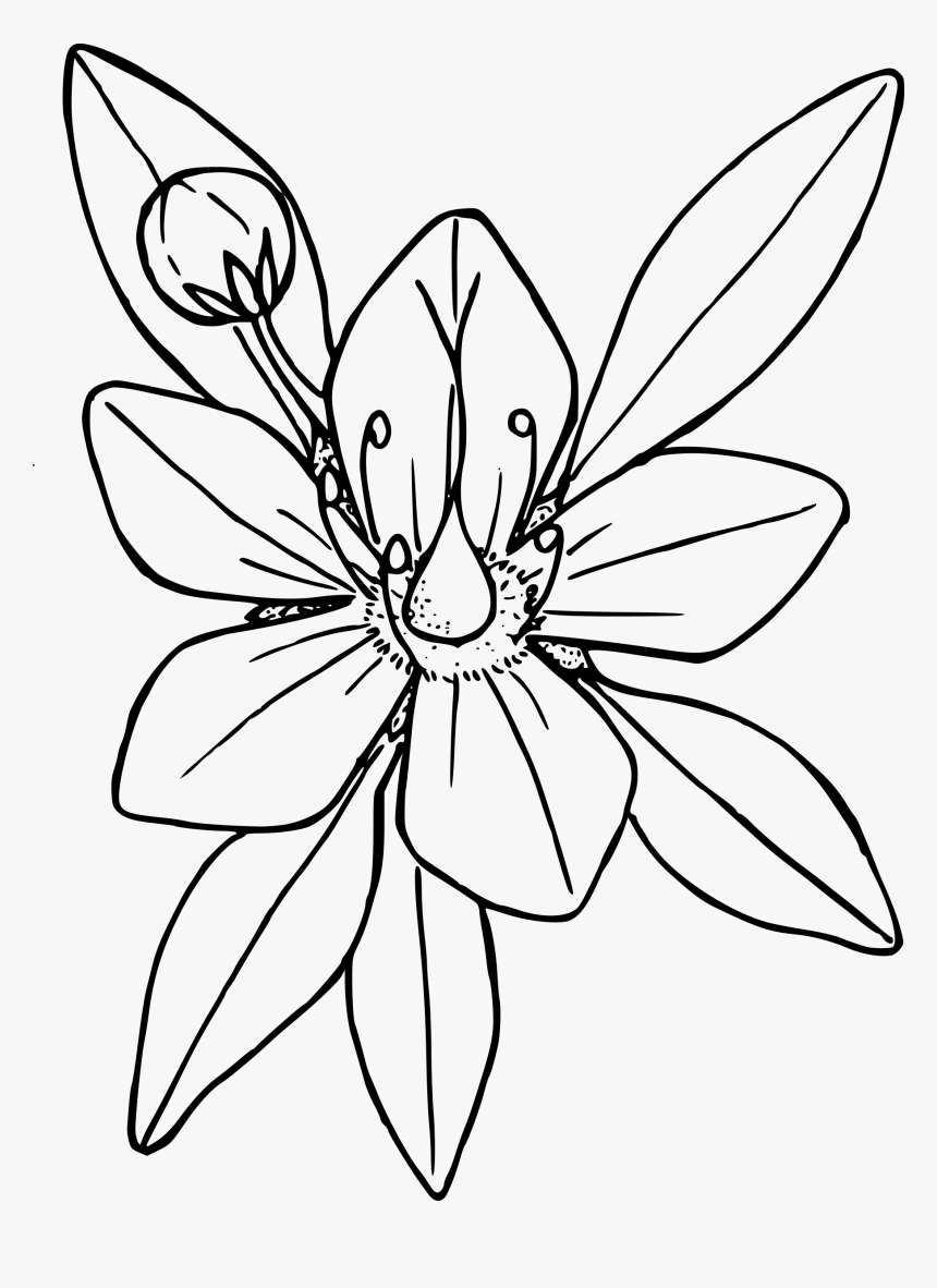 Dwarf Hesperochiron Clip Arts - Flower Coloring Book, HD Png Download, Free Download