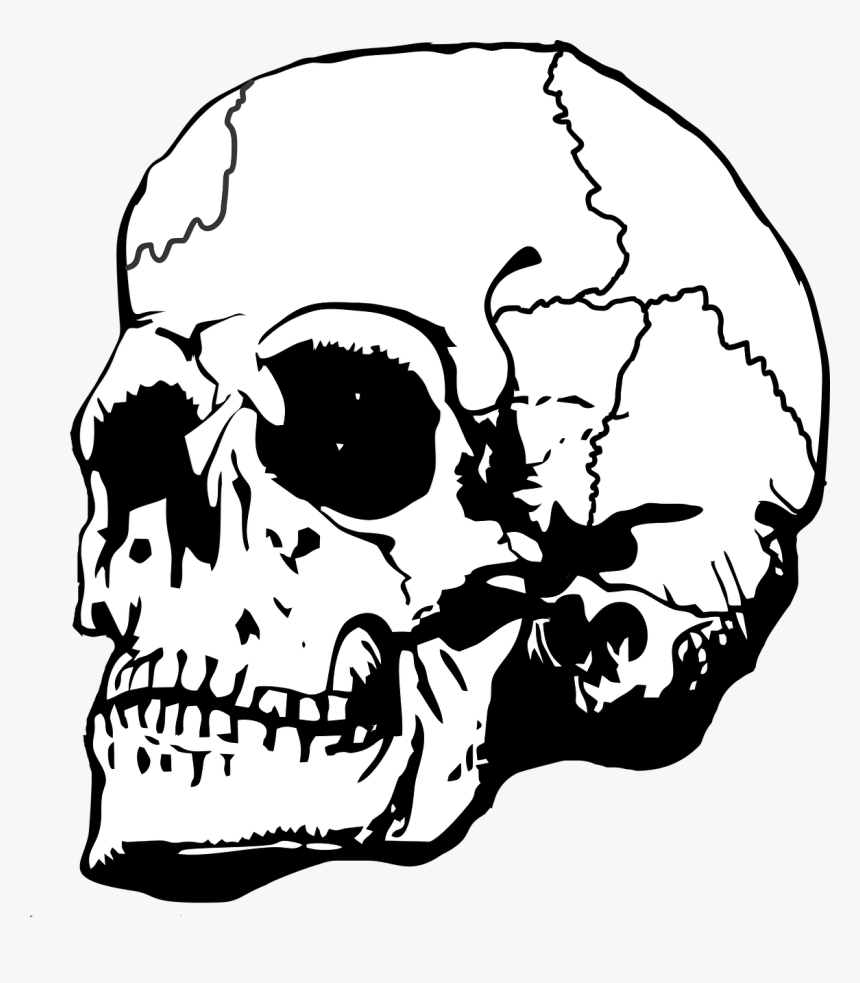 Skull, Bone, Bones, Skeleton, Death, Horror, Dead - Skull Crown Png, Transparent Png, Free Download