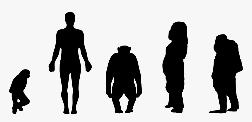 Transparent People Standing Back Png - Chimpanzee Size Compared To Human, Png Download, Free Download