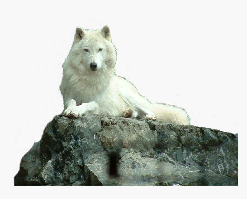 White Wolf Real Life, HD Png Download, Free Download