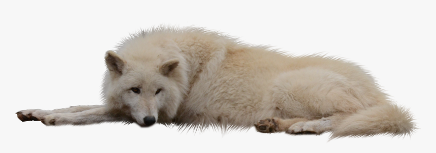 Laying Sleeping Wolf White Cut Out Png - White Wolf Png Transparent, Png Download, Free Download