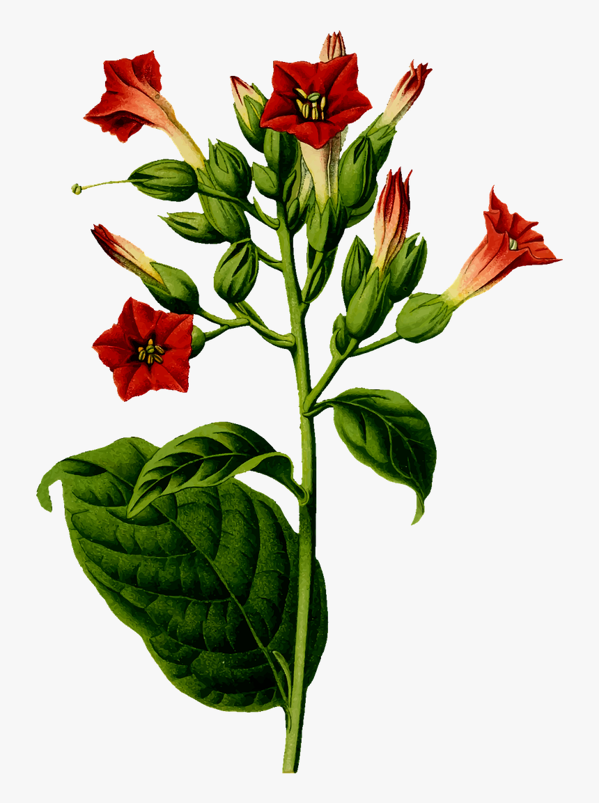 Tobacco Plant Drawing, HD Png Download, Free Download