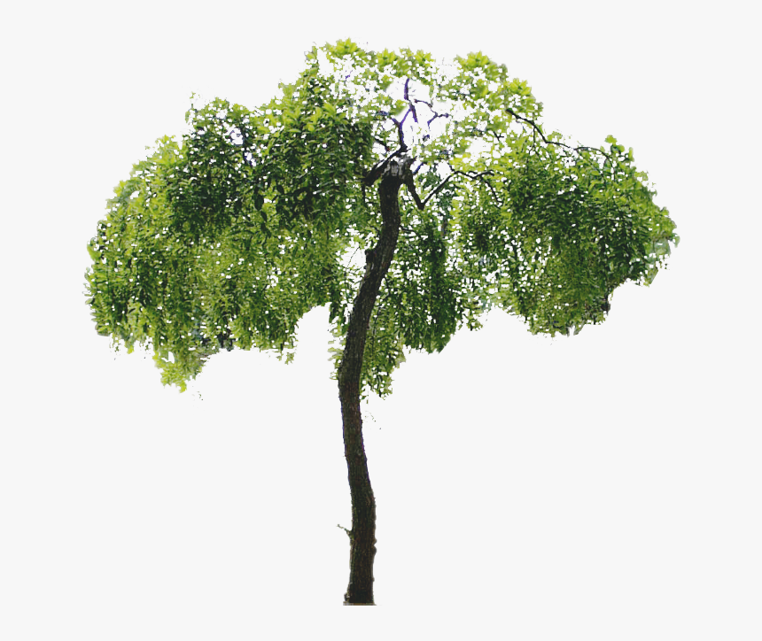 Trees Psd, HD Png Download, Free Download