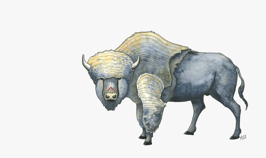 Buffalo Art, Pen & Ink And Watercolor - Bull, HD Png Download, Free Download