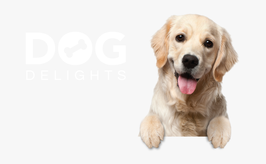 Dog Delights Background Register Pet - Transparent Background Golden Retriever Png, Png Download, Free Download