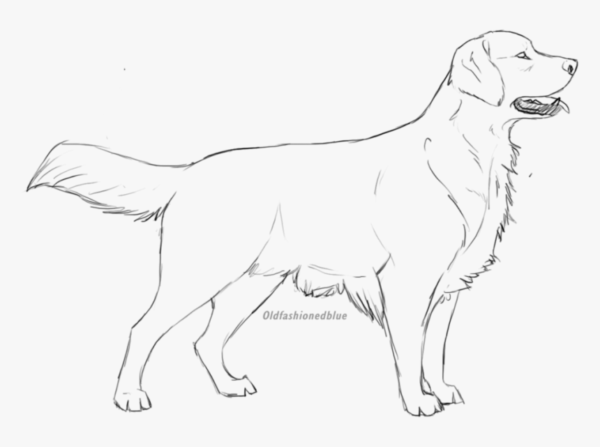 Golden Retriever Lineart, HD Png Download, Free Download