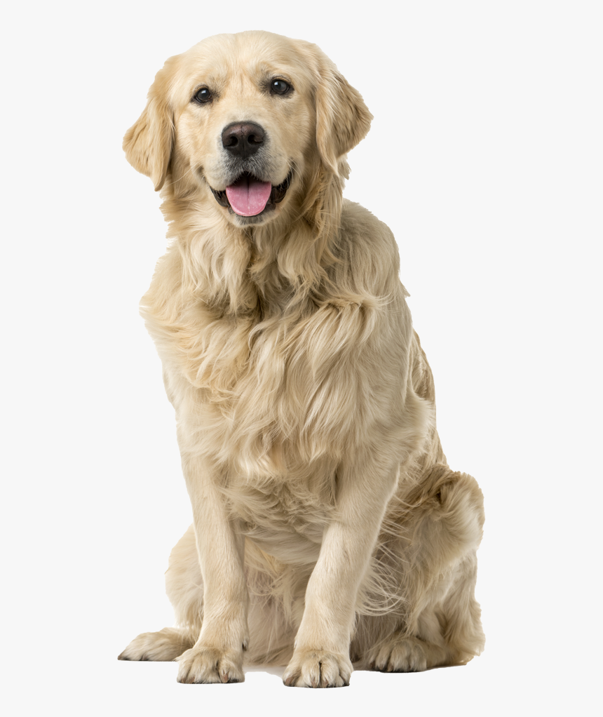 Golden Retriever White Background, HD Png Download, Free Download