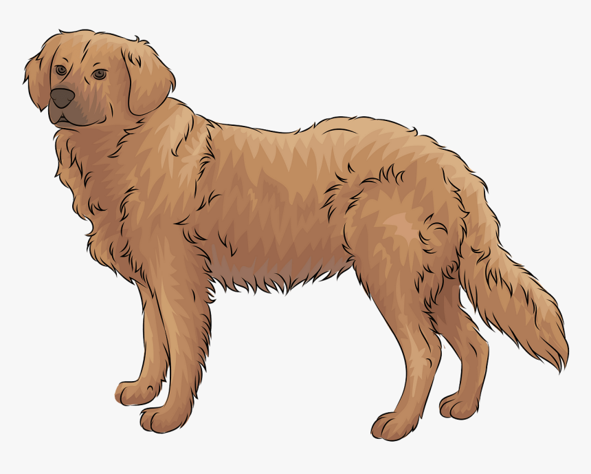 Golden Retriever Clipart, HD Png Download, Free Download