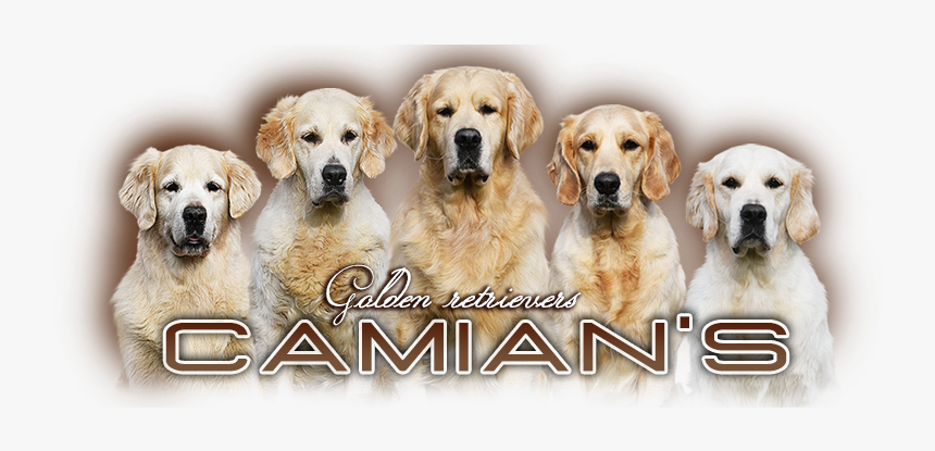 Golden Retriever - Camian"s - Golden Retriever, HD Png Download, Free Download