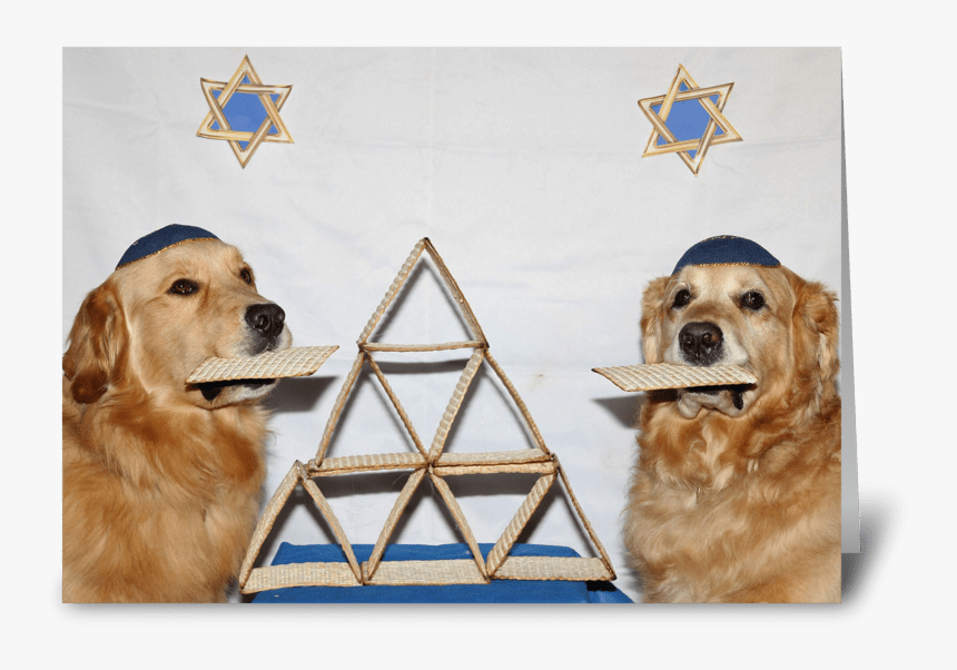 Golden Retriever Matzoh Passover Card Greeting Card - Passover Golden Retriever, HD Png Download, Free Download