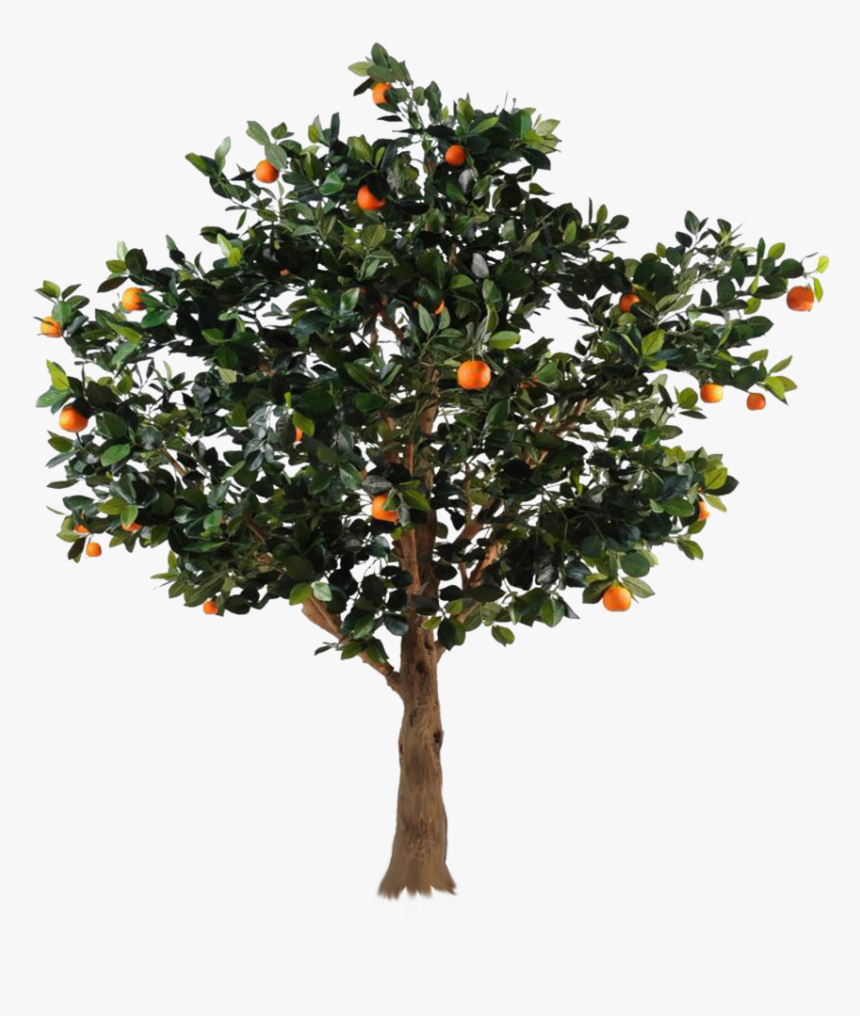 Transparent Apple Tree Png - Transparent Orange Tree Png, Png Download, Free Download