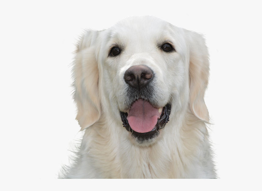 Dog Free, Golden Retriever, Pet, Dog, Young, Animal - Cute Puppy Wallpaper Golden Retriever, HD Png Download, Free Download
