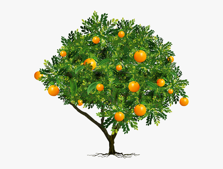 Transparent Fruit Tree Png - Orange Fruit Tree Png, Png Download, Free Download