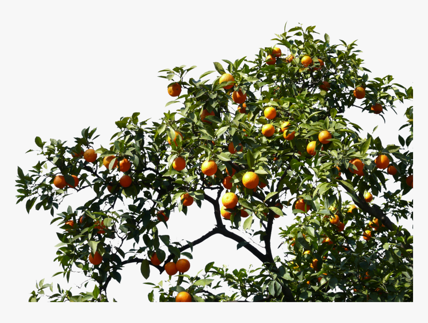 Transparent Orange Tree Png Png Download Kindpng