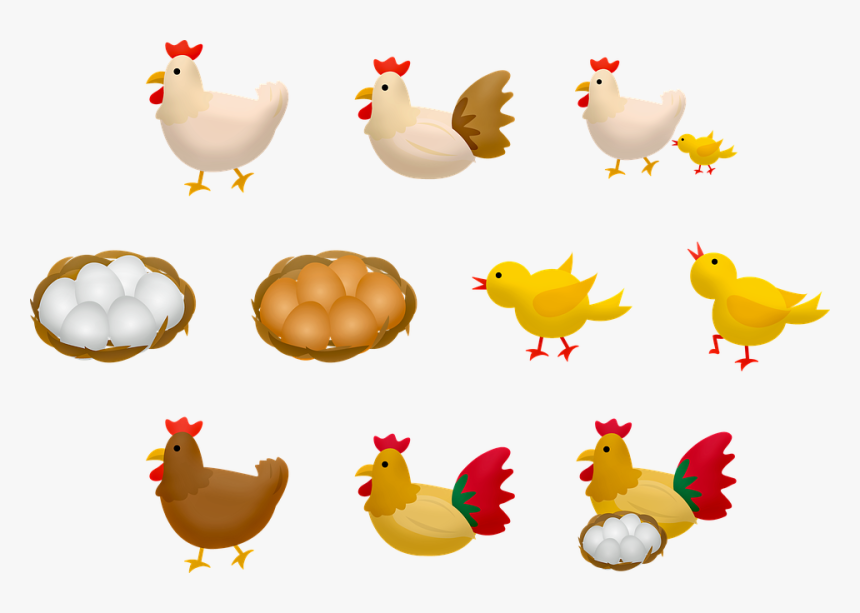 Chicken And Eggs, Baby Chick, Mother Hen, Eggs - แม่ ไก่ อยู่ ใน ตะกร้า, HD Png Download, Free Download