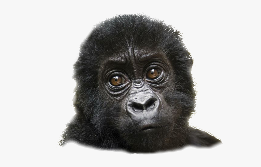 Mountain Gorilla, HD Png Download, Free Download