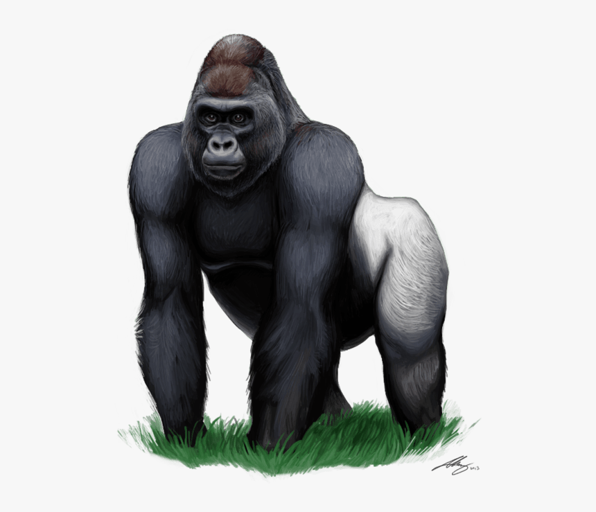 Gorilla Png, Transparent Png, Free Download