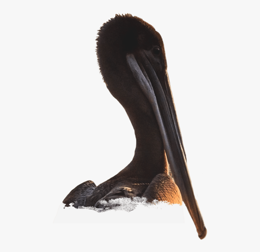 Dirty Al"s Pelican Station - Brown Pelican, HD Png Download, Free Download