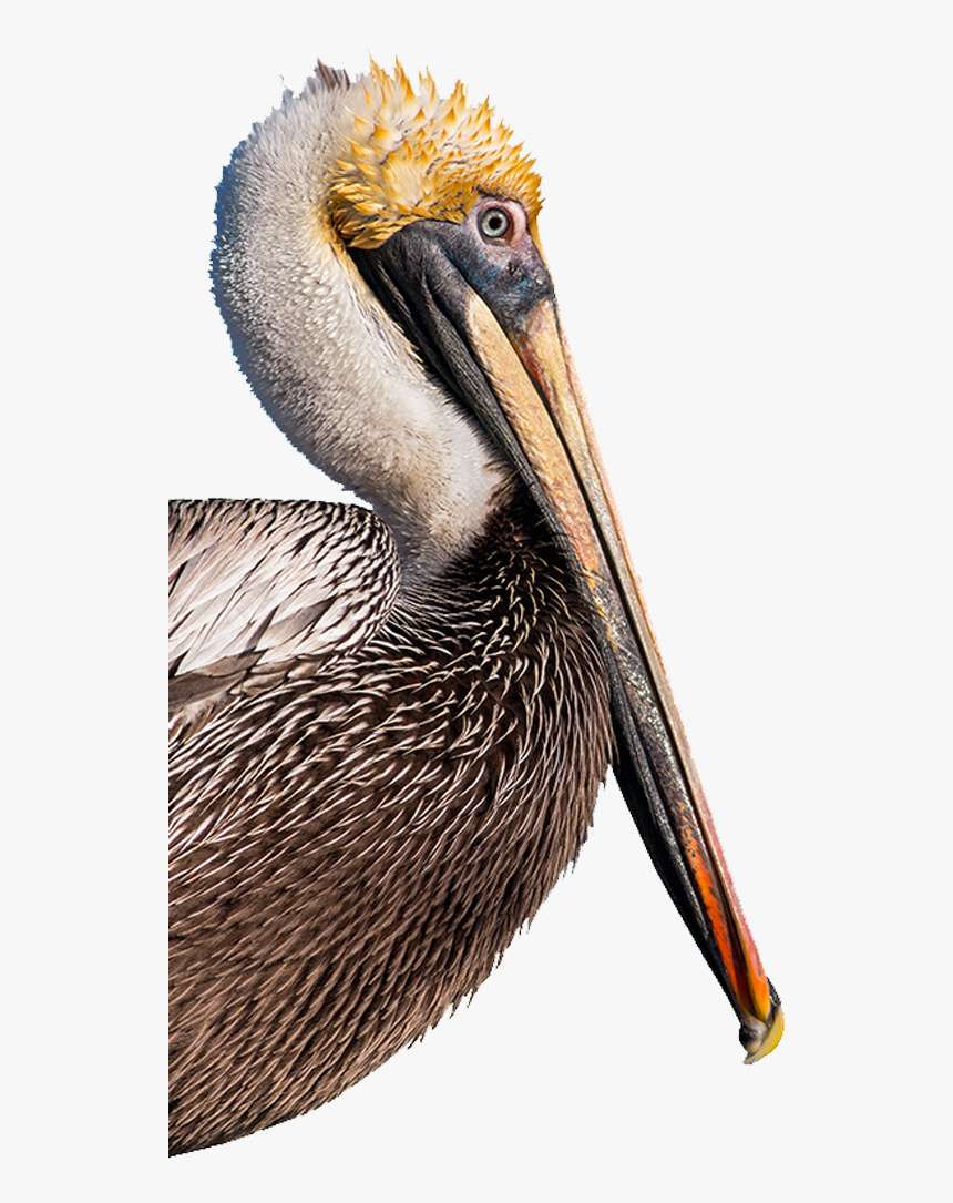 Brown Pelican, HD Png Download, Free Download