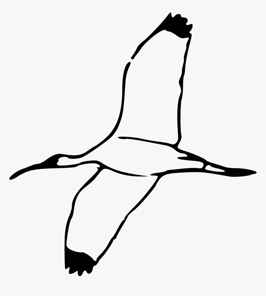 Bird Fly Png - Scarlet Ibis Bird Outline, Transparent Png, Free Download